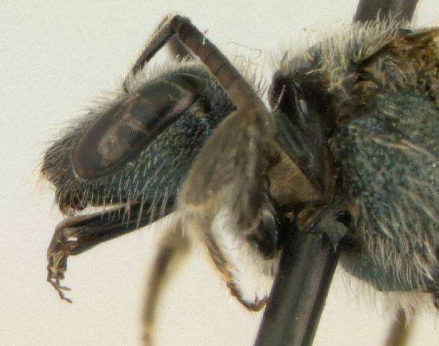 Image of <i>Lasioglossum oceanicum</i>