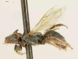 Image of Lasioglossum