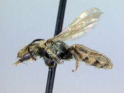 Image of Lasioglossum pilosellum (Cockerell 1936)