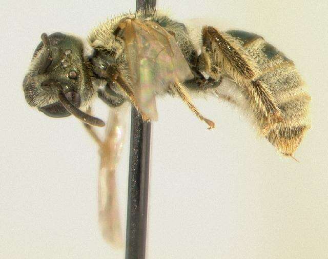 Image of <i>Lasioglossum leucocomum</i>
