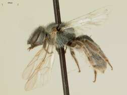 Lasioglossum semicaeruleum (Cockerell 1895)的圖片