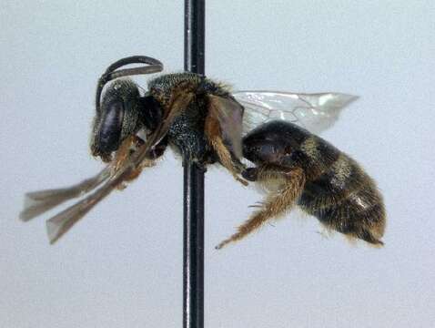 Lasioglossum reticulatum (Robertson 1892)的圖片