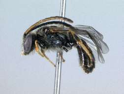 Image of Lasioglossum rufulipes (Cockerell 1938)