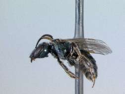 Lasioglossum semibrunneum (Cockerell 1895)的圖片