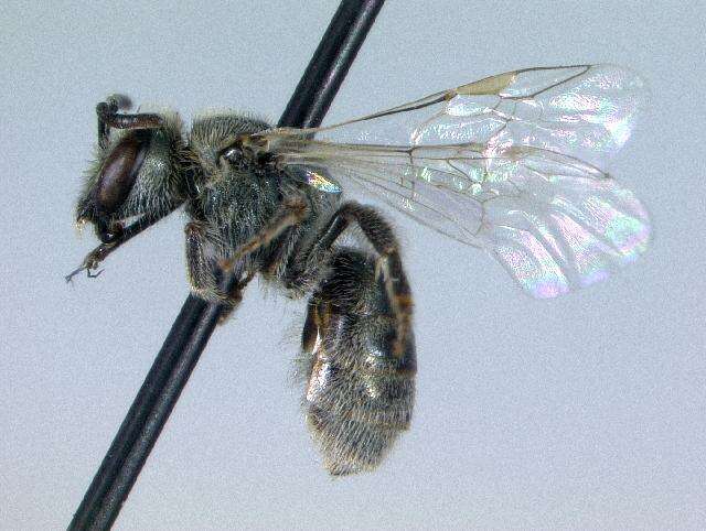 Lasioglossum semicaeruleum (Cockerell 1895)的圖片