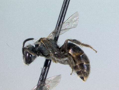 Lasioglossum simplex (Robertson 1901)的圖片