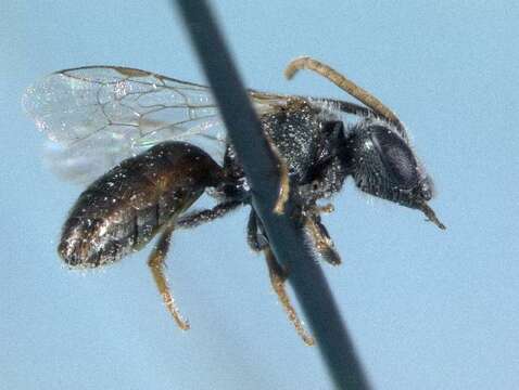 Lasioglossum simplex (Robertson 1901)的圖片