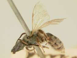 Lasioglossum succinipenne (Ellis 1913)的圖片