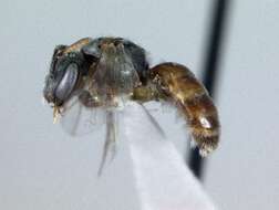 Lasioglossum surianae (Mitchell 1960)的圖片