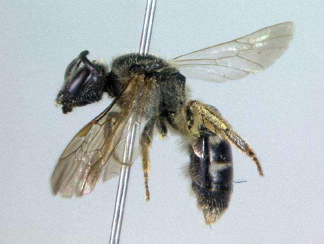 Imagem de Lasioglossum truncatum (Robertson 1901)