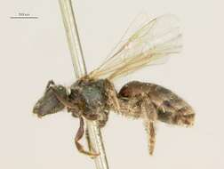 Image of <i>Lasioglossum prasinogaster</i>