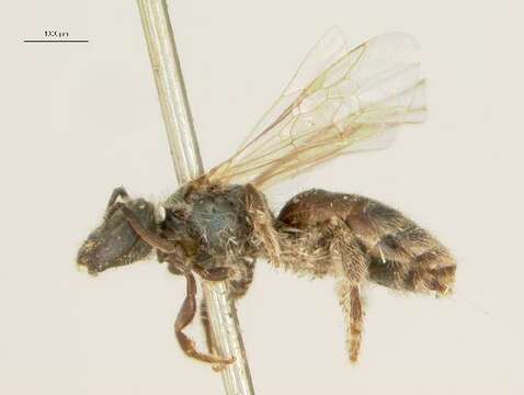 <i>Lasioglossum prasinogaster</i> resmi