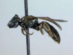 Imagem de Lasioglossum zephyrum (Smith 1853)