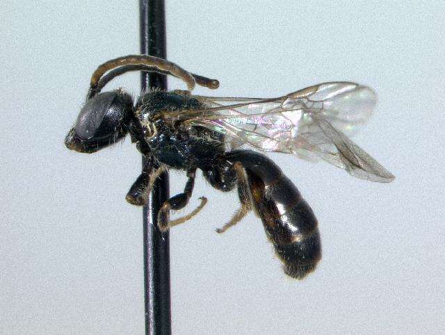 Imagem de Lasioglossum zephyrum (Smith 1853)