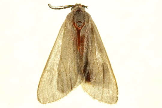 Image of Mousey Tiger Moth