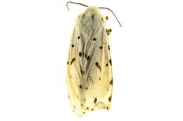 Image of Estigmene albida Stretch 1874