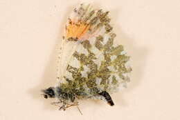 Image of Desert Orangetip