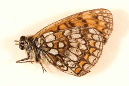 Image of Melitaea celadussa Fruhstorfer 1910