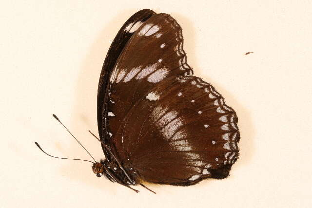 Image de <i>Hypolimnas bolina jacintha</i>