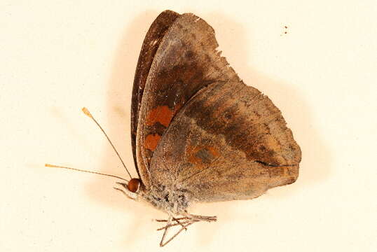 Image de <i>Junonia evarete nigrosuffusa</i>