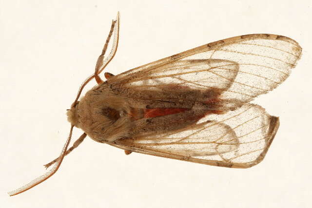 صورة Pseudohemihyalea edwardsii (Packard 1864)