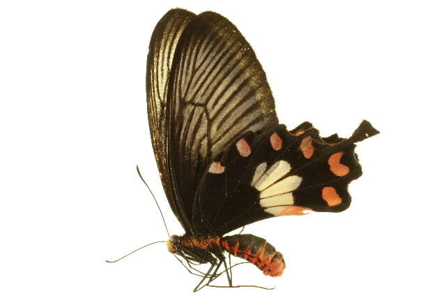 Image of Red-bodied swallowtails
