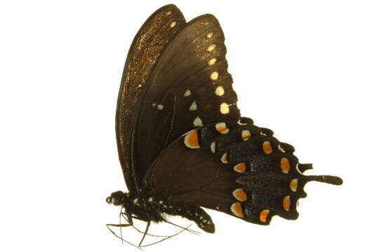 Image of Spicebush swallowtail