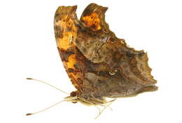 Слика од Polygonia interrogationis Fabricius 1798