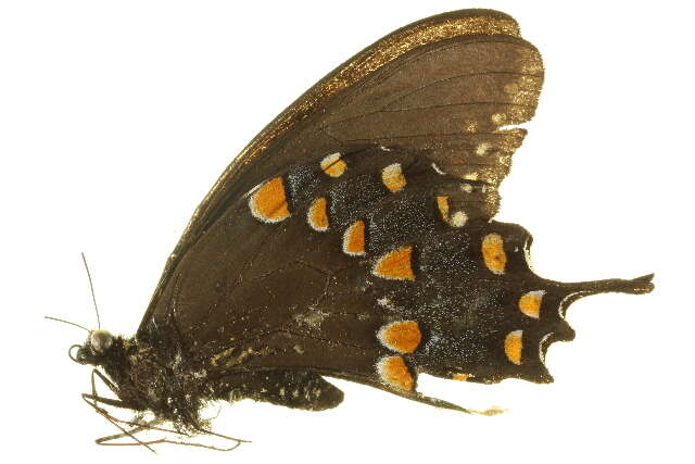 Papilio troilus Linnaeus 1758 resmi