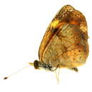 Image of Phyciodes tharos