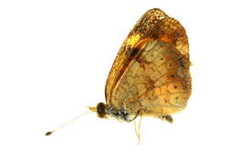 Image of Phyciodes tharos