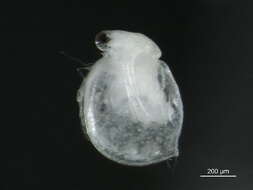 Image of Ceriodaphnia