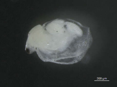 Image of Ceriodaphnia