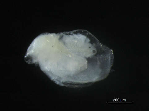 Image of Ceriodaphnia