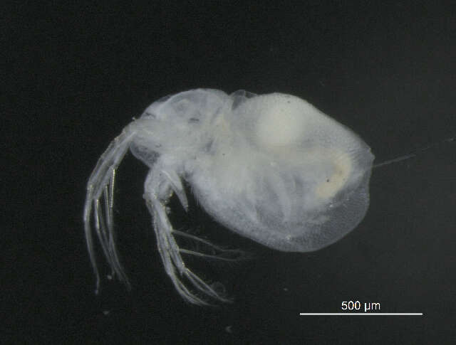 Image of Moinidae