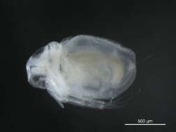 Image of Moinidae