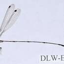 Image of Perilestidae