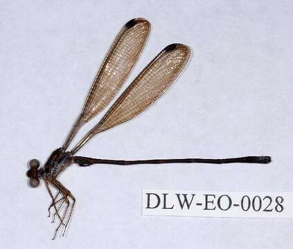 Image of Philogenia Selys 1862