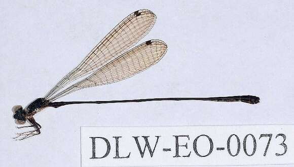 Image of Epipleoneura Williamson 1915