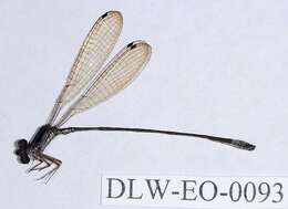 Image de Aeolagrion Williamson 1917