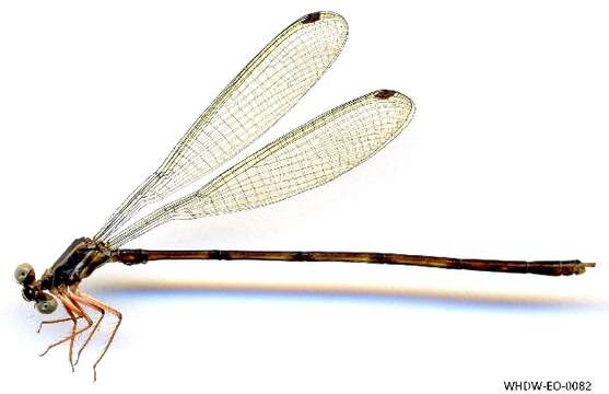 Image of Heteropodagrion Selys 1885