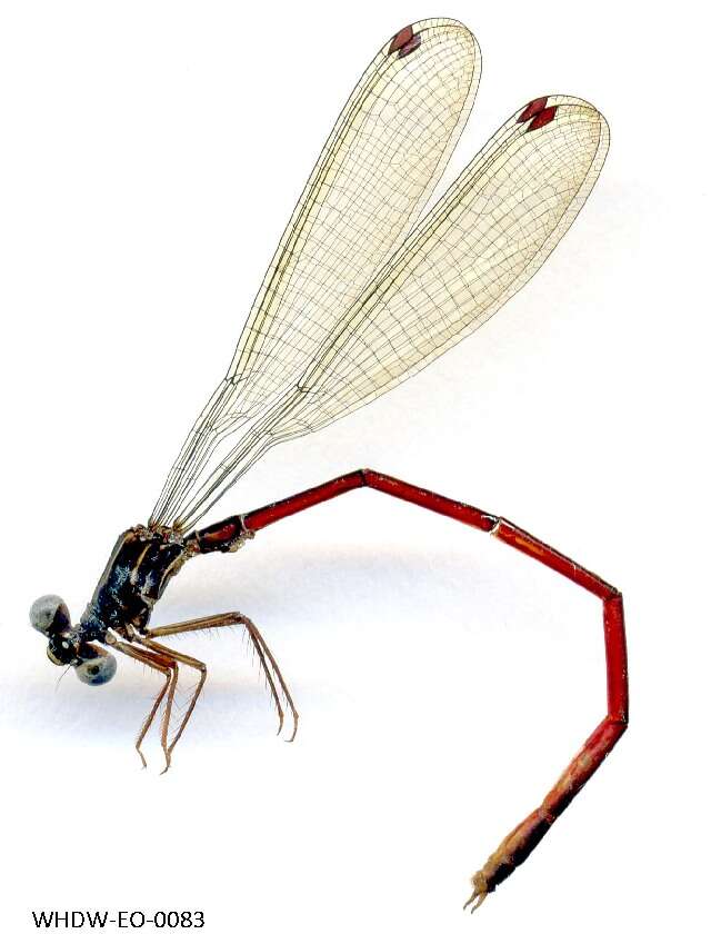 Image of Heteropodagrion Selys 1885