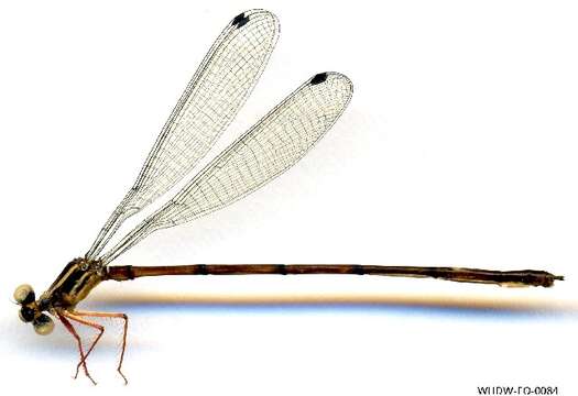 Image of Heteropodagrion Selys 1885