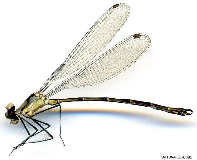 Image of Teinopodagrion De Marmels 2001