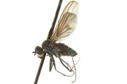 Image of Hydrophorinae