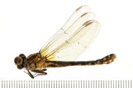 Image of Extra-striped Snaketail