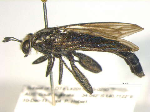 Image of mydas flies