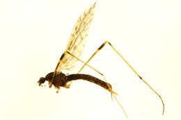 Image of Atarba (Ischnothrix) australasiae (Skuse 1890)