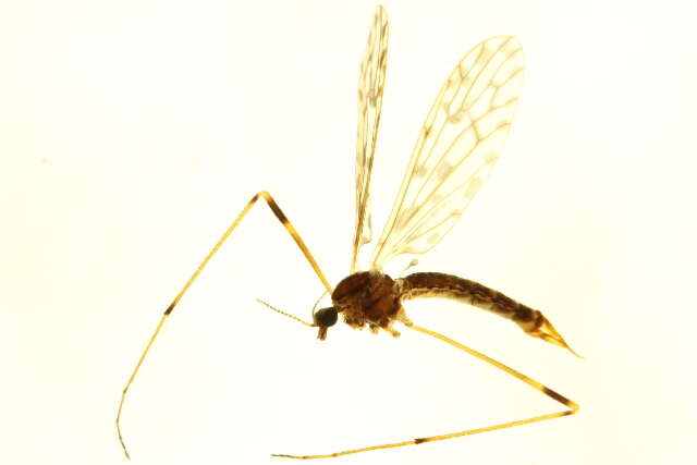 Image of Atarba (Ischnothrix) australasiae (Skuse 1890)