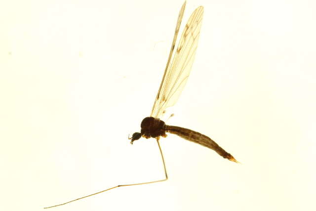 Image of Dicranomyia (Dicranomyia) obscura Skuse 1890